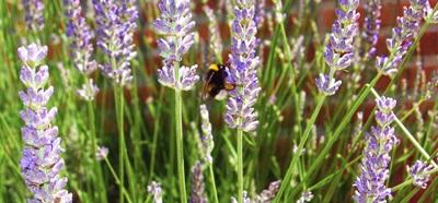 Fotografia de nica - Galeria Fotografica: el lugar donde vivo - Foto: mis plantas