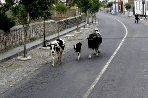 Fotografia de Maria Elena - Galeria Fotografica: Boxos!!! - Foto: 