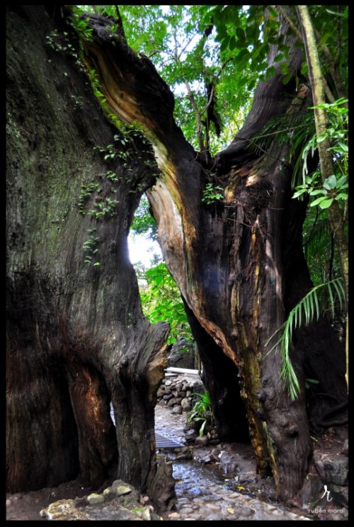 Fotografia de Ruben Mora B. - Galeria Fotografica: Rubn Mora photografy - Foto: Arbol