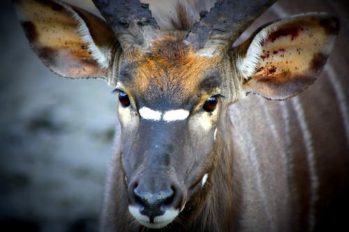 Fotografia de @n@ - Galeria Fotografica: Africa - Foto: Africa