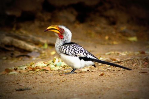 Fotografia de @n@ - Galeria Fotografica: Africa - Foto: Africa