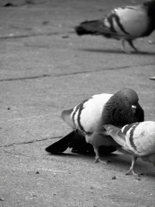 Fotografia de E.Gardel - Galeria Fotografica: Reportajes graficos - Foto: 