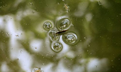 Fotografia de E.Gardel - Galeria Fotografica: Flora y Fauna - Foto: 