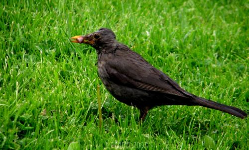 Fotografia de E.Gardel - Galeria Fotografica: Flora y Fauna - Foto: 