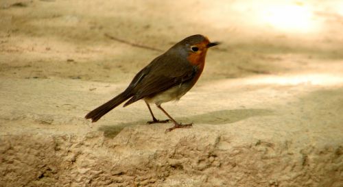 Fotografia de E.Gardel - Galeria Fotografica: Flora y Fauna - Foto: 