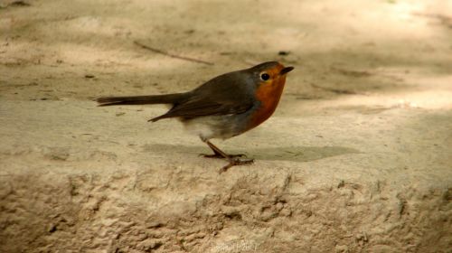 Fotografia de E.Gardel - Galeria Fotografica: Flora y Fauna - Foto: 