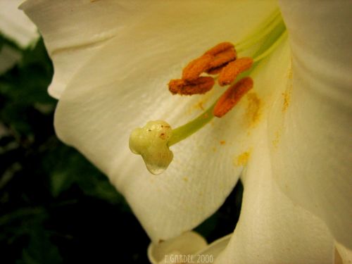 Fotografia de E.Gardel - Galeria Fotografica: Flora y Fauna - Foto: 