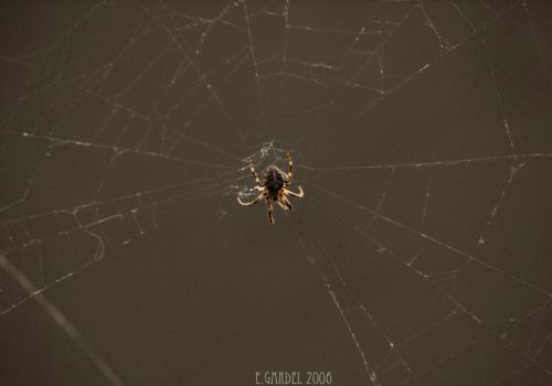 Fotografia de E.Gardel - Galeria Fotografica: Flora y Fauna - Foto: 