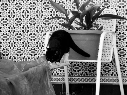 Fotografia de E.Gardel - Galeria Fotografica: Flora y Fauna - Foto: 