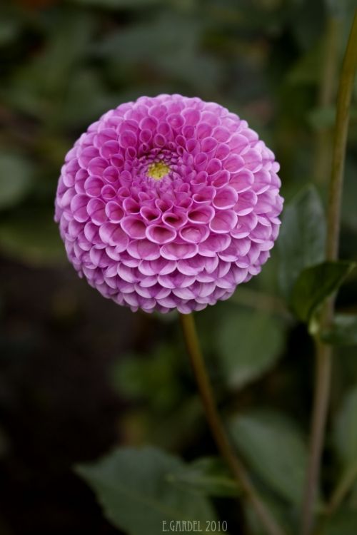 Fotografia de E.Gardel - Galeria Fotografica: Flora y Fauna - Foto: 