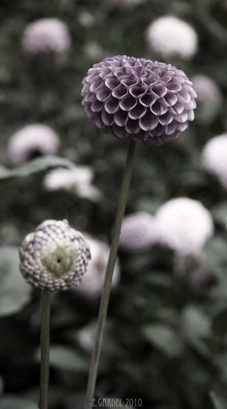 Fotografia de E.Gardel - Galeria Fotografica: Flora y Fauna - Foto: 