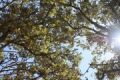Fotos de Quercus -  Foto: cielo y agua - 