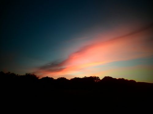 Fotografia de Quercus - Galeria Fotografica: naturaleza - Foto: 