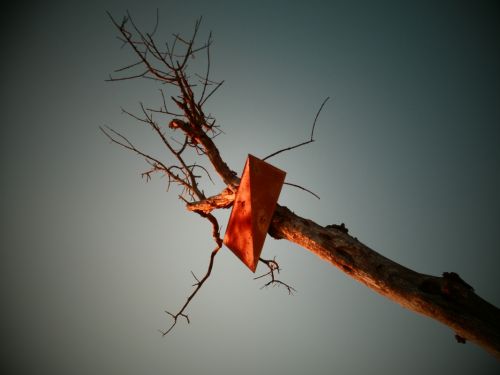 Fotografia de Quercus - Galeria Fotografica: naturaleza - Foto: 