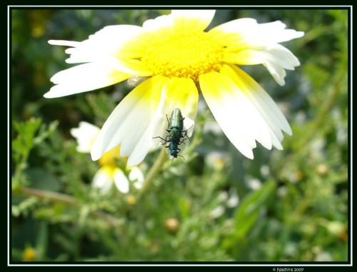 Fotografia de Nashira - Galeria Fotografica: mundo - Foto: natural