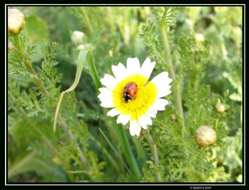 Fotografia de Nashira - Galeria Fotografica: mundo - Foto: infraganti