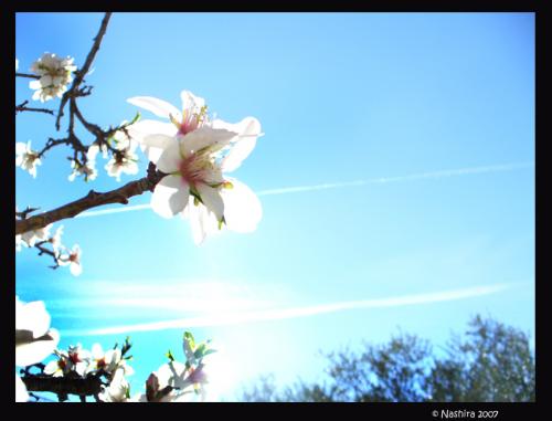 Fotografia de Nashira - Galeria Fotografica: mundo - Foto: primavera