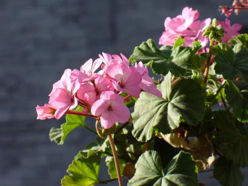 Fotografia de Francisco - Galeria Fotografica: Naturaleza - Foto: La flor de mi ventana