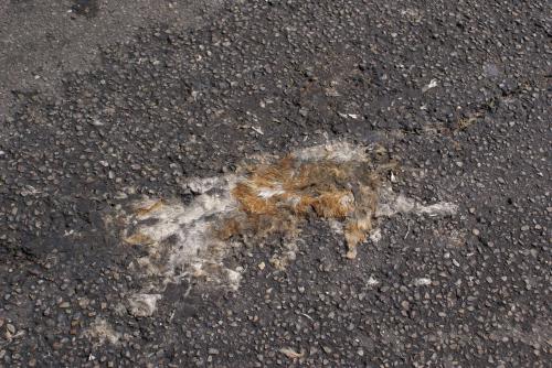 Fotografia de Vallejo - Galeria Fotografica: Fotodenuncias y Curiosidades - Foto: Gato							