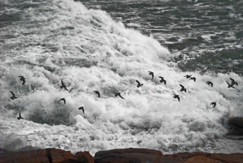 Fotografia de nako - Galeria Fotografica: trazos del mar - Foto: surcando las olas