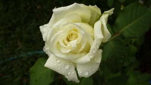 Fotografia de Francisco - Galeria Fotografica: Naturaleza - Foto: Rosa