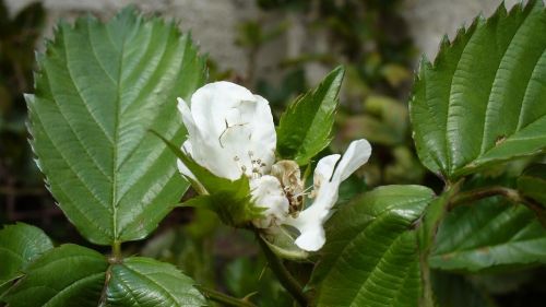 Fotografia de Francisco - Galeria Fotografica: Naturaleza - Foto: Flor de Mora