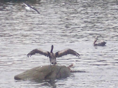 Fotografia de Darwin Quezada - Galeria Fotografica: San Antonio - Foto: 