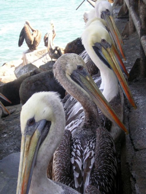 Fotografia de Darwin Quezada - Galeria Fotografica: San Antonio - Foto: 