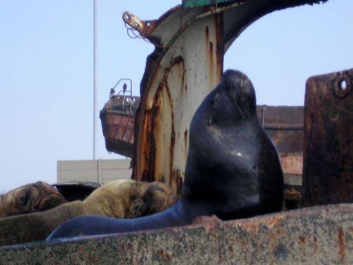 Fotografia de Darwin Quezada - Galeria Fotografica: San Antonio - Foto: 