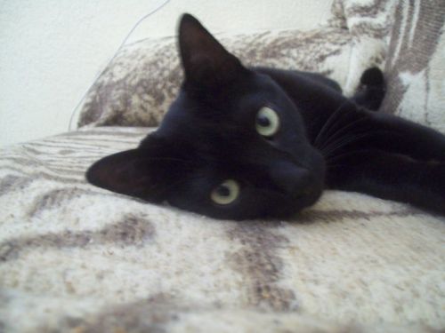 Fotografia de Mayfair - Galeria Fotografica: Various - Foto: Felino