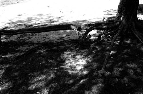 Fotografia de Zulema Louzn Canosa - Galeria Fotografica: Naturaleza - Foto: 