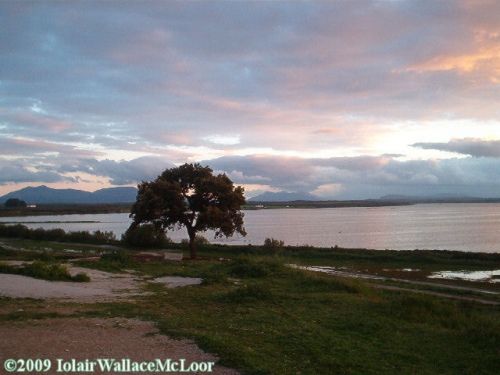 Fotografia de Iolair Wallace  - Galeria Fotografica: rboles y plantas Maravillosa Naturaleza! - Foto: Laguna de fuente de piedra, Malaga