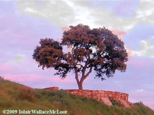 Fotografia de Iolair Wallace  - Galeria Fotografica: rboles y plantas Maravillosa Naturaleza! - Foto: Laguna de fuente de piedra, Malaga
