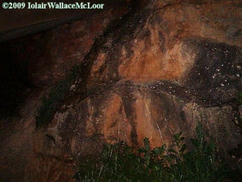 Fotografia de Iolair Wallace  - Galeria Fotografica: rboles y plantas Maravillosa Naturaleza! - Foto: Marbella