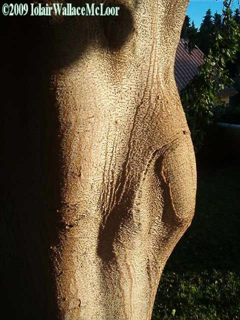 Fotografia de Iolair Wallace  - Galeria Fotografica: rboles y plantas Maravillosa Naturaleza! - Foto: Marbella