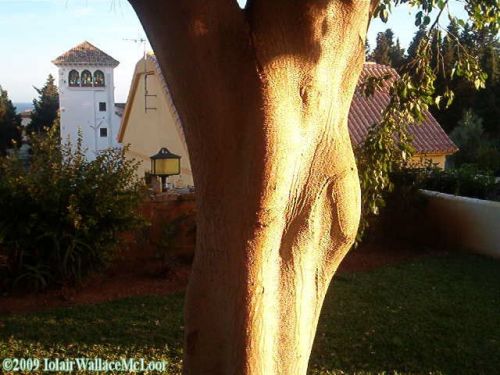 Fotografia de Iolair Wallace  - Galeria Fotografica: rboles y plantas Maravillosa Naturaleza! - Foto: Marbella