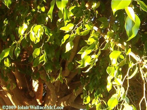 Fotografia de Iolair Wallace  - Galeria Fotografica: rboles y plantas Maravillosa Naturaleza! - Foto: Marbella