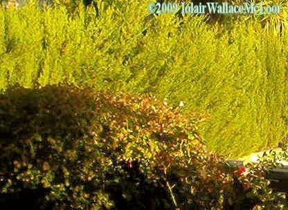 Fotografia de Iolair Wallace  - Galeria Fotografica: rboles y plantas Maravillosa Naturaleza! - Foto: Marbella