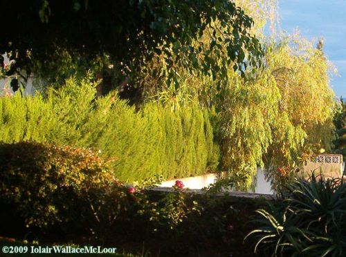 Fotografia de Iolair Wallace  - Galeria Fotografica: rboles y plantas Maravillosa Naturaleza! - Foto: Marbella