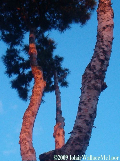 Fotografia de Iolair Wallace  - Galeria Fotografica: rboles y plantas Maravillosa Naturaleza! - Foto: Marbella