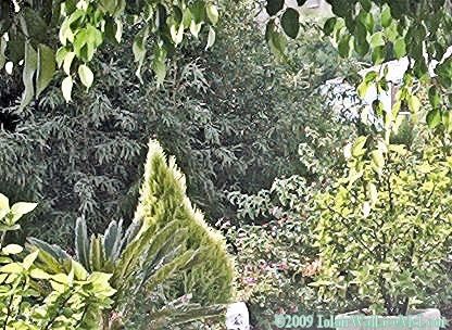 Fotografia de Iolair Wallace  - Galeria Fotografica: rboles y plantas Maravillosa Naturaleza! - Foto: Marbella