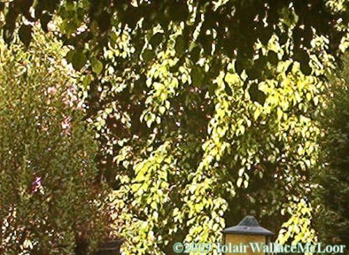 Fotografia de Iolair Wallace  - Galeria Fotografica: rboles y plantas Maravillosa Naturaleza! - Foto: Marbella