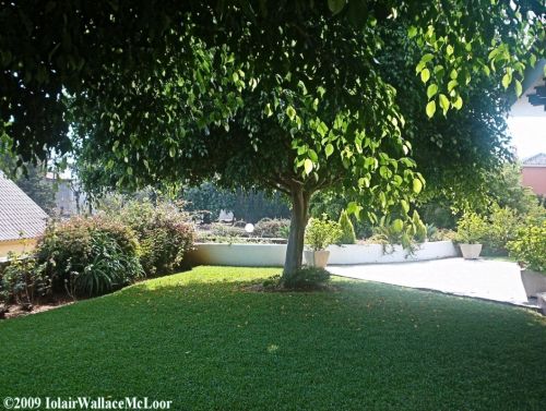 Fotografia de Iolair Wallace  - Galeria Fotografica: rboles y plantas Maravillosa Naturaleza! - Foto: Marbella