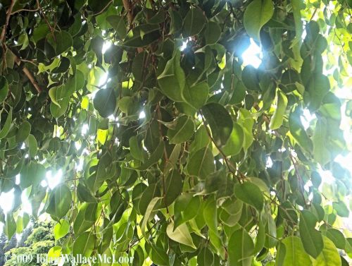 Fotografia de Iolair Wallace  - Galeria Fotografica: rboles y plantas Maravillosa Naturaleza! - Foto: Marbella