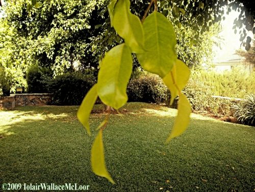Fotografia de Iolair Wallace  - Galeria Fotografica: rboles y plantas Maravillosa Naturaleza! - Foto: Marbella