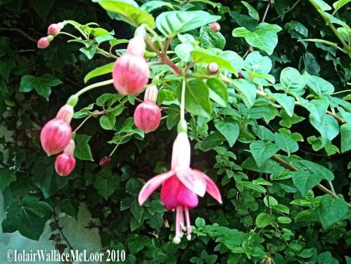 Fotografia de Iolair Wallace  - Galeria Fotografica: rboles y plantas Maravillosa Naturaleza! - Foto: Marbella