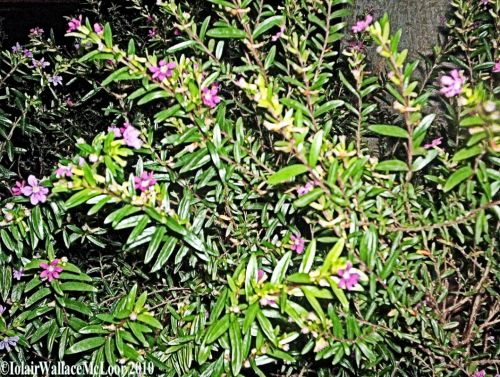 Fotografia de Iolair Wallace  - Galeria Fotografica: rboles y plantas Maravillosa Naturaleza! - Foto: Marbella