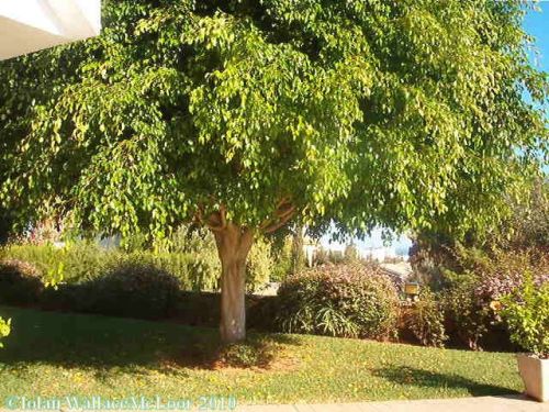 Fotografia de Iolair Wallace  - Galeria Fotografica: rboles y plantas Maravillosa Naturaleza! - Foto: Marbella