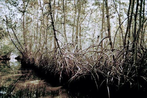 Fotografia de PRODUCCION FOTOGRAFICA PROFESIONAL - Galeria Fotografica: fotos naturaleza CHIAPAS MEXICO - Foto: MANGLES