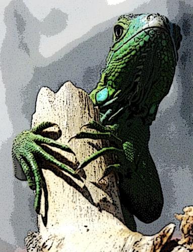 Fotografia de PRODUCCION FOTOGRAFICA PROFESIONAL - Galeria Fotografica: fotos naturaleza CHIAPAS MEXICO - Foto: IGUANA VERDE